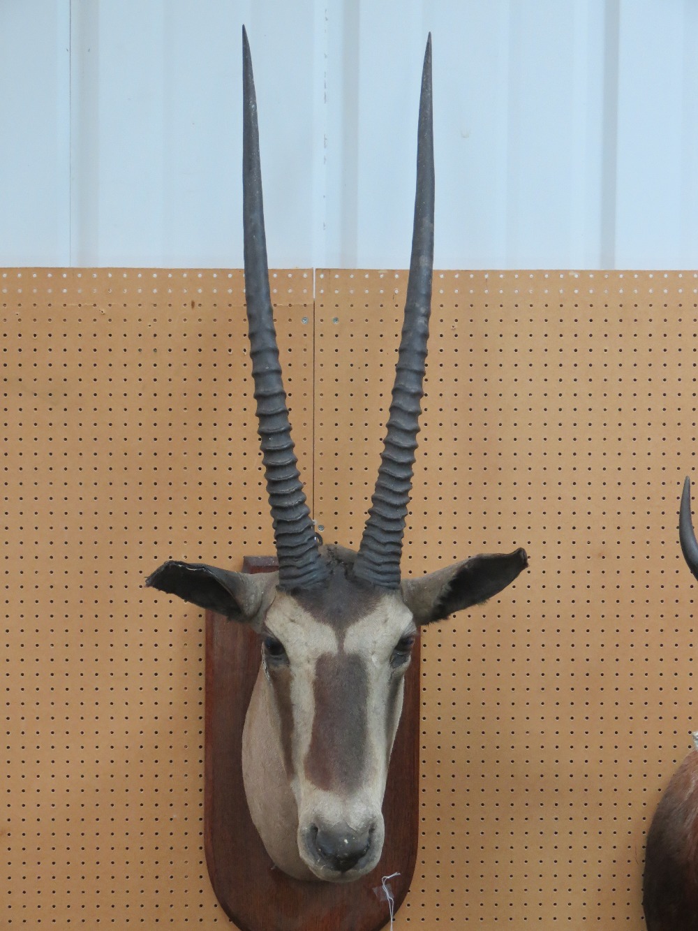 An Oryx head taxidermy, on wooden shield mount by Gerrards of London, circa 1910: overall 119cm