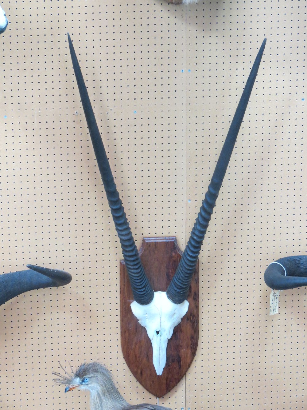 A pair of oryx antlers upon a shield mount; overall length excluding shield 107cm.