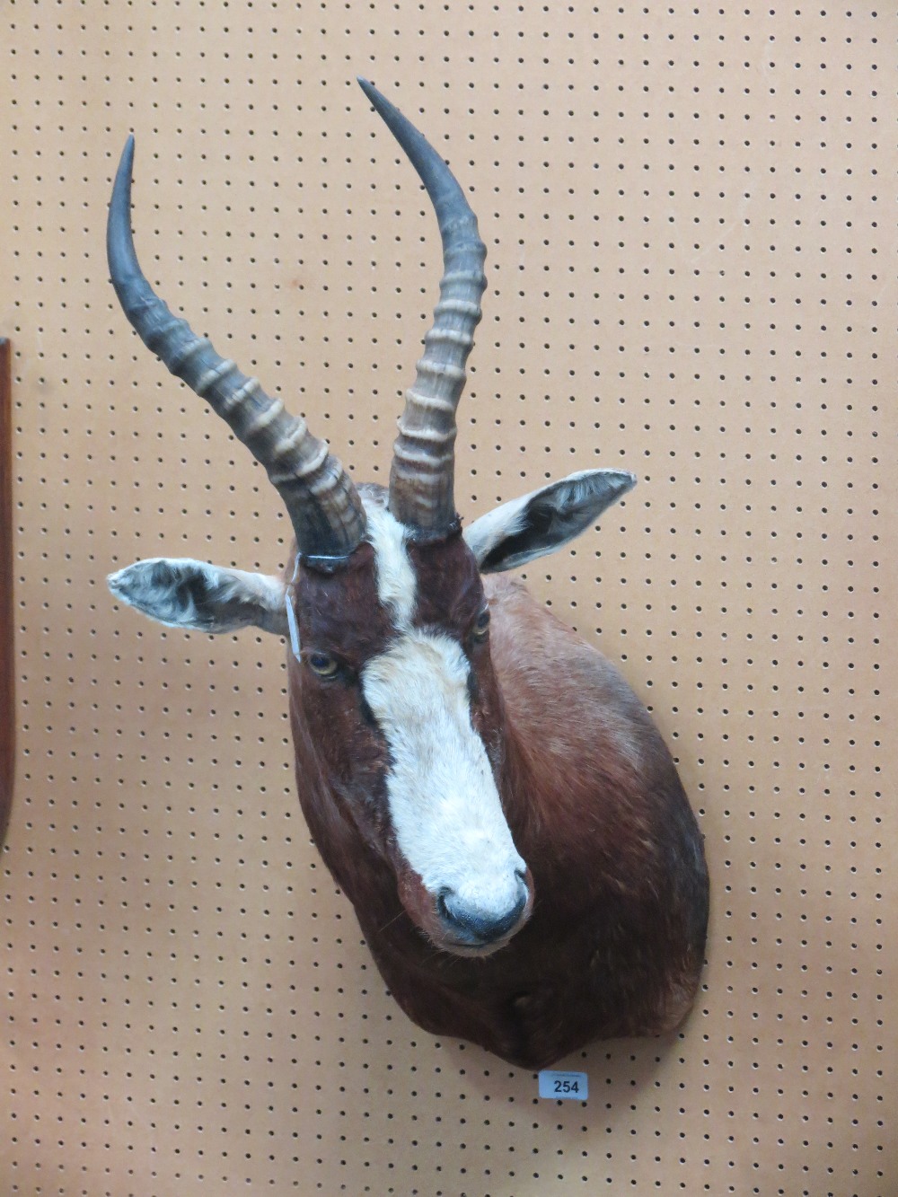 A Bontebok shoulder mount taxidermy; overall height 88cm.