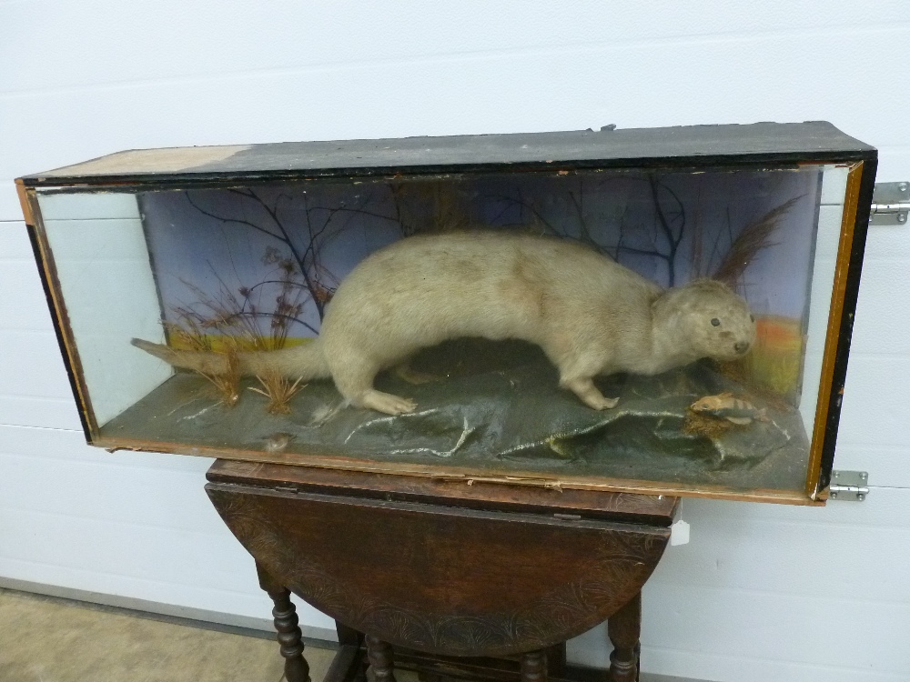 A 19thC taxidermy otter, mounted in a natural pose with a fish, within a glass case, AF, 123cm wide.