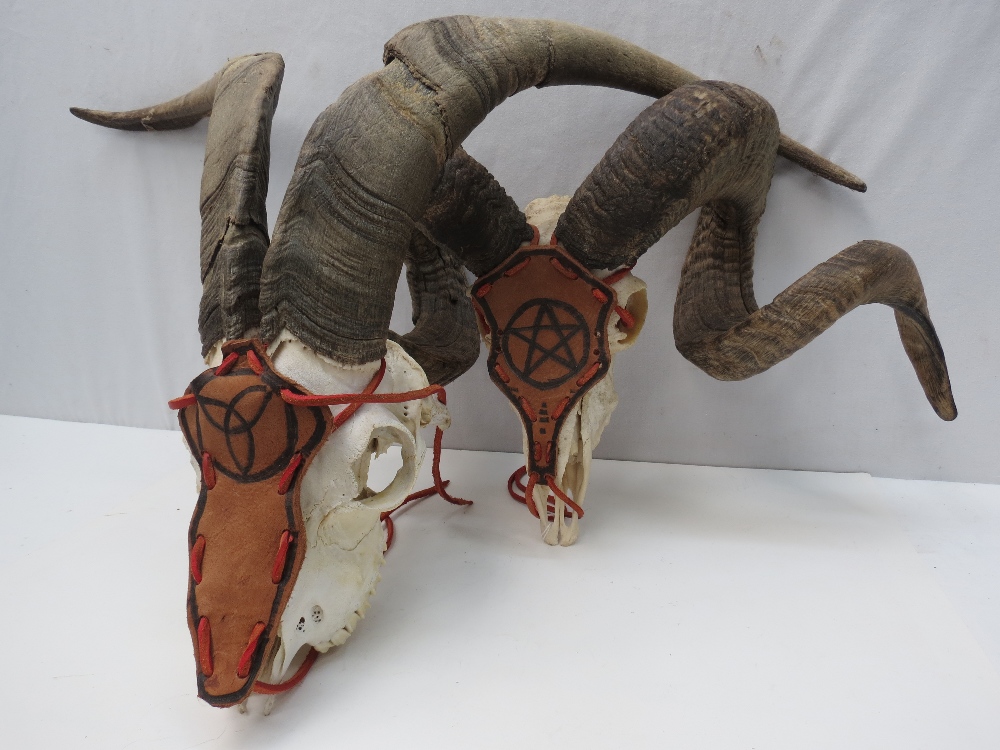 A pair ram curled horns (overall width 54cm) and upper skull together with a pair of goat horns