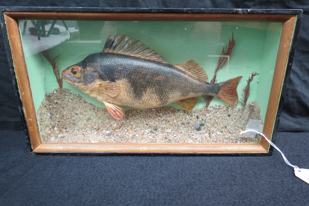 A good cased taxidermy perch, fish measuring 29cm in length.