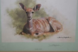 David Shepherd OBE (b.1931) ARR, ""Young Kudu"", Signed in pencil Colour print, 19 x 26cm. Together