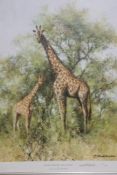 David Shepherd OBE (b.1931) ARR, ""Masai Giraffe and Young"", Signed and numbered 137/850 Colour