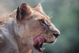 1. Ruth Baker Walton, Untitled, Signed and numbered in pencil 2/10, Colour photograph of a Lioness,