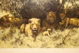 David Shepherd OBE (b.1931) ARR, ""A Pride of Lions"", Colour print, 51 x 76cm. Together with ""