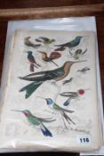 A COLLECTION OF HAND COLOURED ENGRAVED PLATES OF BIRDS