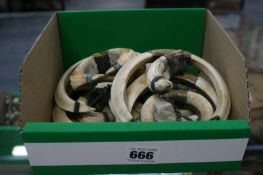 A COLLECTION OF WILD BOAR TUSK TROPHIES