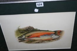 A SET OF FOUR COLOURED ENGRAVINGS OF FISH, 26.5 X 36.5CM.