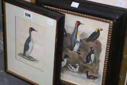 FOUR VARIOUS COLOURED ENGRAVINGS OF SEA BIRDS, SIZES VARY.