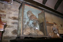 TAXIDERMY OWL AND CHICKS