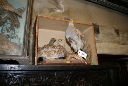 TAXIDERMY CASED DISPLAY PARTRIDGE AND CHICKS AND TWO FURTHER PARTRIDGE