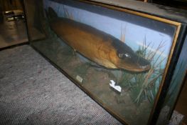 TAXIDERMY: A STUFFED PIKE CONTAINED IN ITS GLAZED CASE.