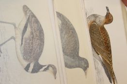 MORRIS`S BRITISH BIRDS, HAND COL. ENGRAVINGS, 100+.