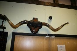 A PAIR OF MOUNTED COW HORNS