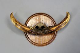 A mounted warthog snout, 21cm tusks on turned oak circular shield.