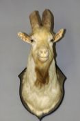 Taxidermy: a mounted goat’s head and neck on wooden shield together with a set of spiral horns and
