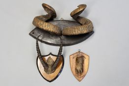 An impressive set of mounted Ram’s horns, mounted on a wooden shield, a set of Gazelle horns on a