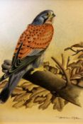 Basil Ede (b.1931) (ARR),Kestrel (falco tinnunculus) on an oak branch,signed,watercolour and