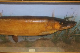 Taxidermy of fishing interest: a large pike in naturalistic setting, with ivorine label inscribed “