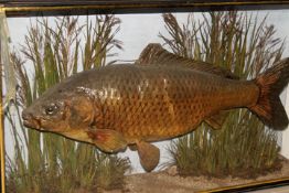 Taxidermy of fishing interest: J. Cooper, a mounted carp in naturalistic setting labelled “Taken