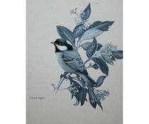 *CHLOE E TALBOT KELLY (BORN 1927, BRITISH)  ?Blue Tit?  monotone watercolour, signed and dated 91