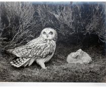 ARTHUR GILPIN, FRPS (20TH CENTURY, BRITISH)  ?Short Eared Owl ? black and white photograph, signed