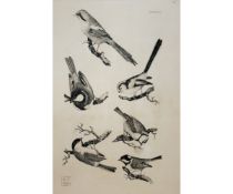 Packet of nine bird engravings circa 1820 after Selby and Mazell