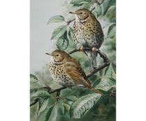 *ROBERT MORTON (20TH CENTURY, BRITISH)  Thrushes  watercolour, signed and dated 1972 lower right