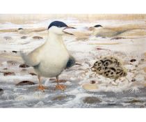 *MICHAEL WARREN SWLA (BORN 1938, BRITISH)  Tern with Chicks  gouache, signed and dated 60 lower