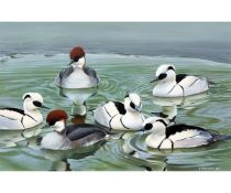 *TREVOR BOYER (BORN 1946, BRITISH)  Smew  watercolour, signed and dated 87 lower right  10 x 15 ½