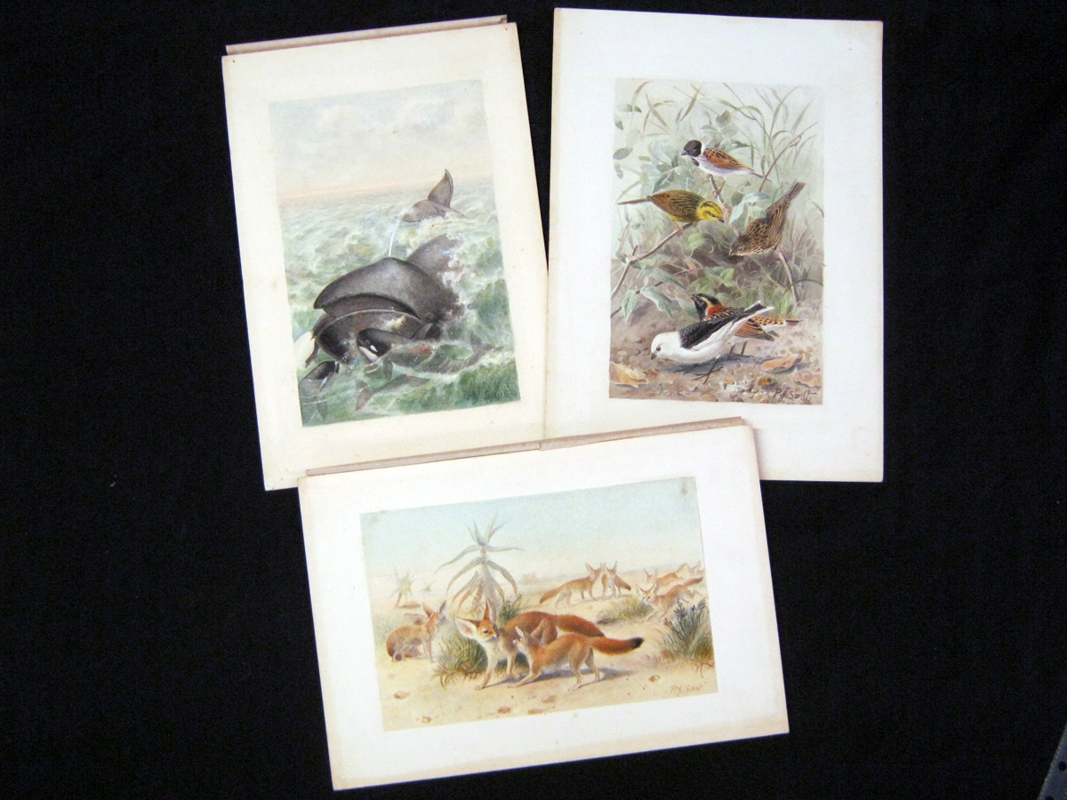 PIERRE JACQUES SMIT (1863-1960), 3 orig sigd watercolours on card, as used in RICHARD LYDEKKER:
