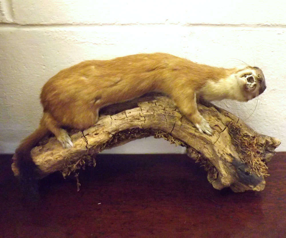 A 20th Century Taxidermy Stoat in a naturalistic setting, perched on a branch, 13? long