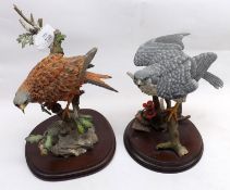 A Country Artists Model “Red Kite with Oak Leaves” No 02330 on wooden plinth base and Country