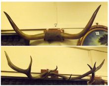 A pair of Red Deer Antlers on modern wooden backing; together with a pair of Highland Cattle