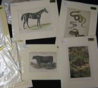 One Box: assorted mntd Natural History Prints + A Packet: mainly reproduction Cyprus interest