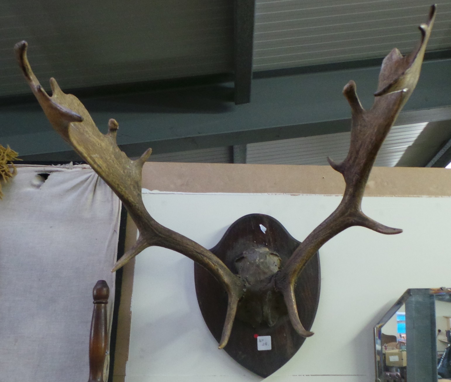 Mounted Stag Antlers