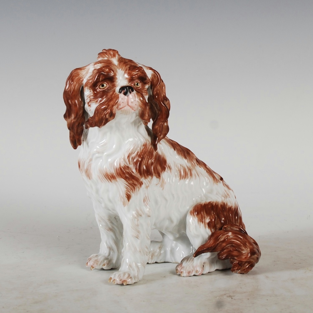 A Meissen porcelain figure of a Bolognese Spaniel, seated with brown coloured markings, blue