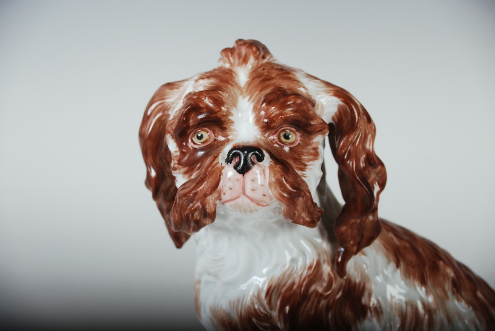 A Meissen porcelain figure of a Bolognese Spaniel, seated with brown coloured markings, blue - Image 7 of 7