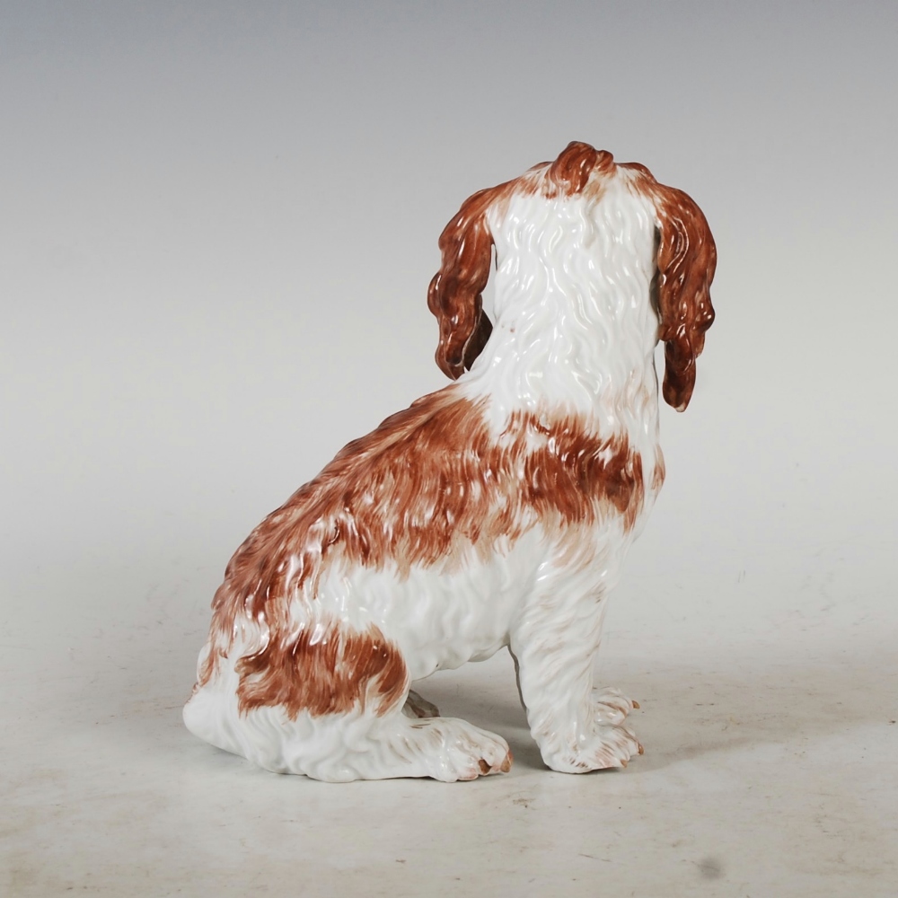 A Meissen porcelain figure of a Bolognese Spaniel, seated with brown coloured markings, blue - Image 3 of 7