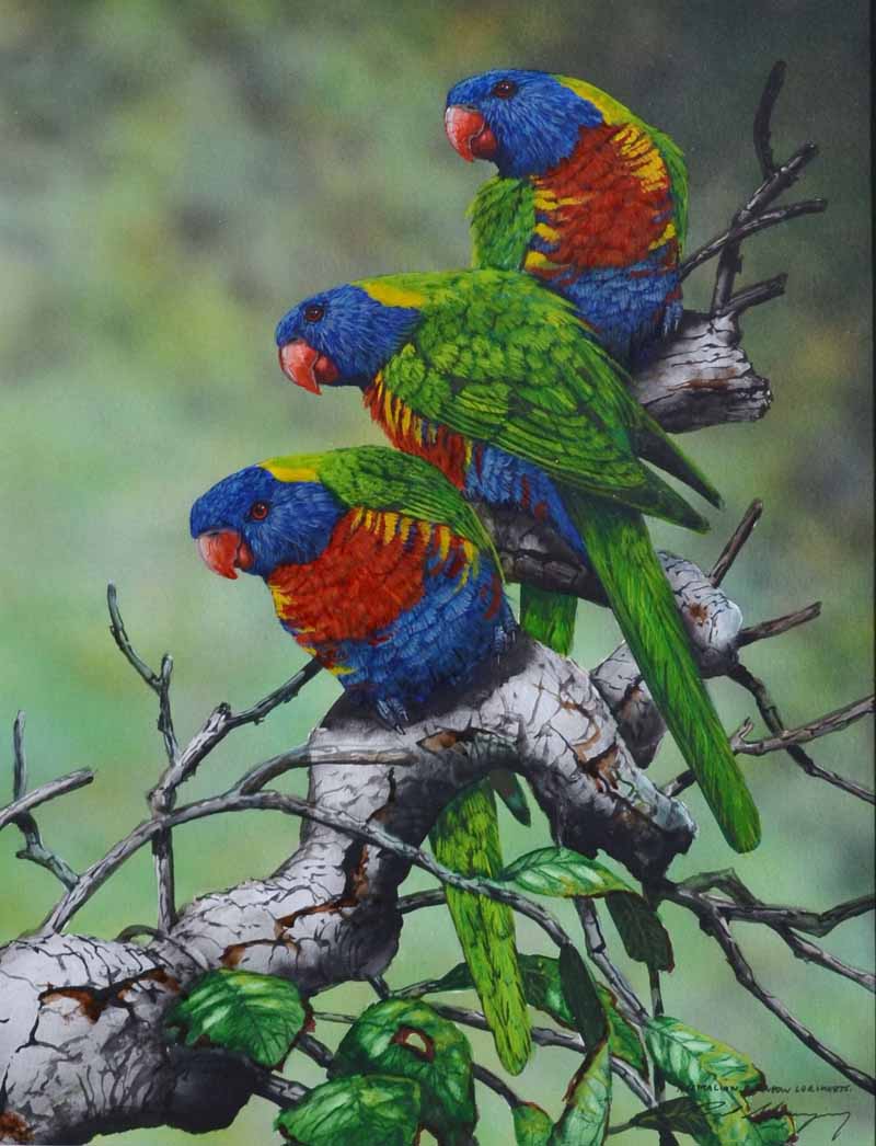 Paul Margocsy b. 1945 Australian Rainbow Lorikeets Watercolour Signed lower right 32 x 25cm