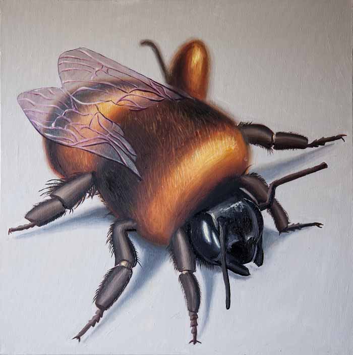 Caroline Elisabeth Gormley `Bee` Oil on canvas 60cm x 60cm signed reverse & unframed as intended