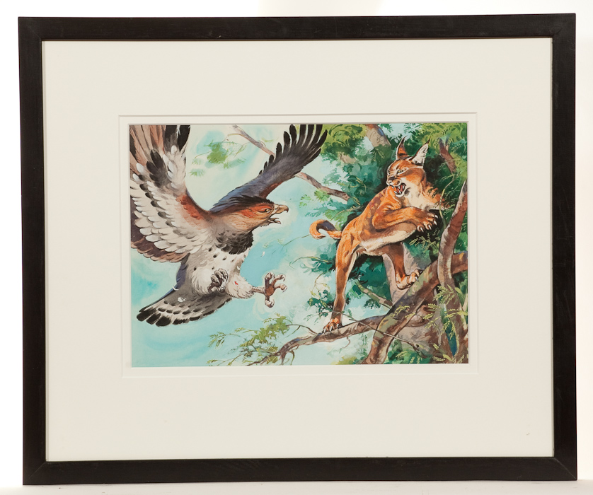 AFTER DC THOMSON SPARKY COMICS, EAGLE FIGHT watercolour on paper 28cm x 39cm Mounted, framed and