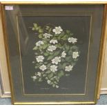 JANE WHITE, CLEMATIS FLAMMULA gouache on paper, signed, titled and dated 1972 53cm x 40cm Mounted,