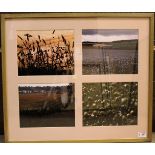 VALERIE PRAGNELL, SUMMER four cibachrome plates each 19cm x 23.5cm Mounted, framed and under glass