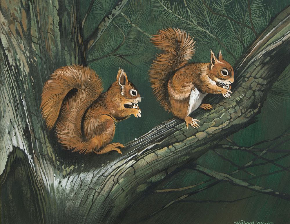 RICHARD WARD (B. 1944),
Study of Two Squirrels on Tree branch, gouache, signed lower right, 14.