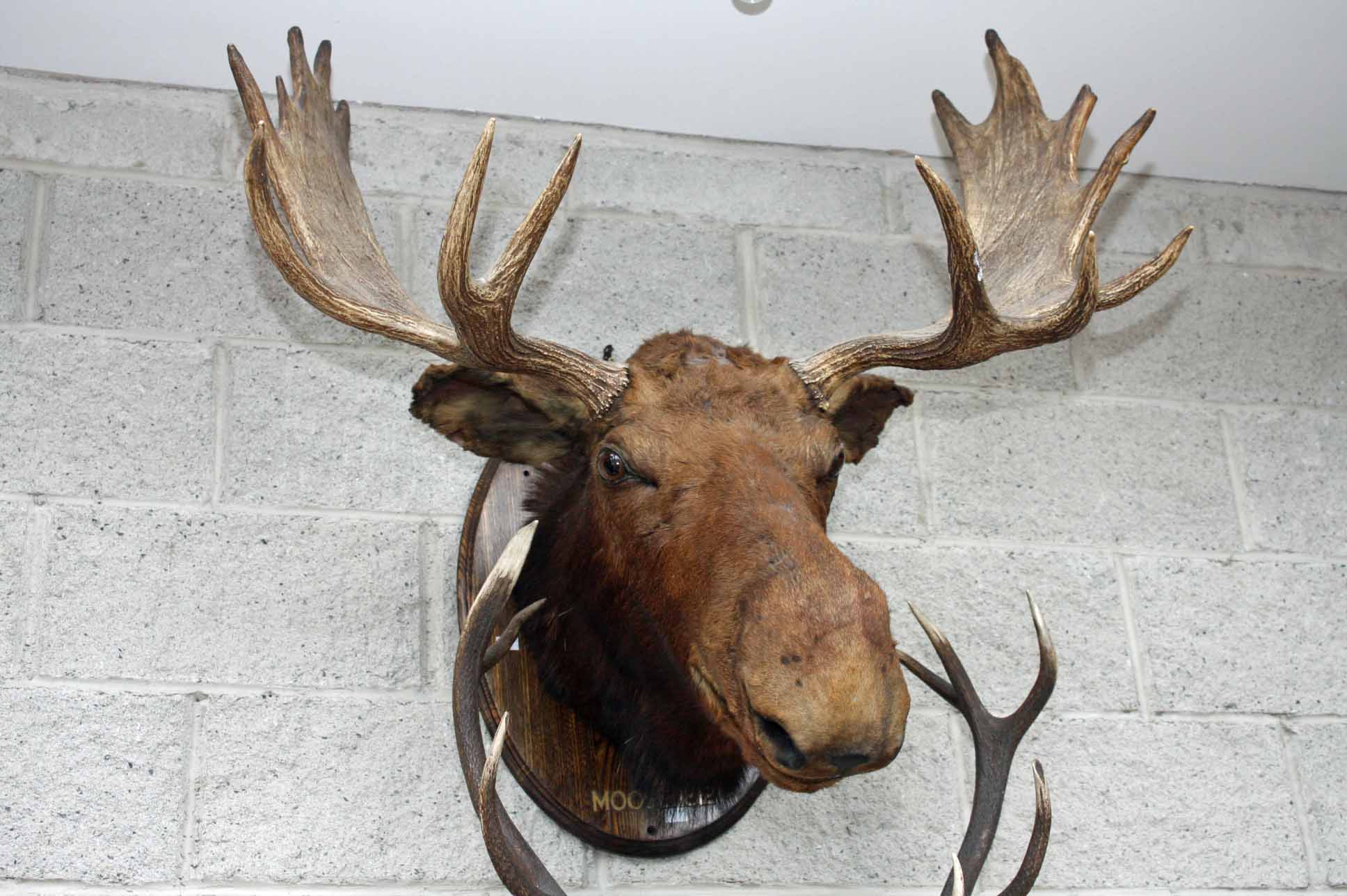 TAXIDERMY;
A very large moose head and antlers, stuffed and mounted on an oval oak panel,