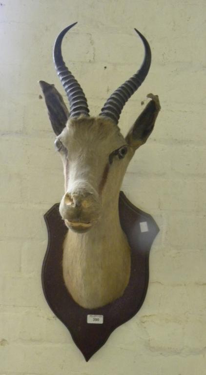 TAXIDERMY. HEAD OF AN IMPALA WITH HORNS MOUNTED ON OAK SHIELD, C1900