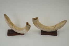 A pair of mounted tusks