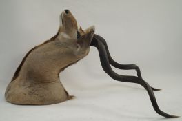 A South African taxidermy greater kudu